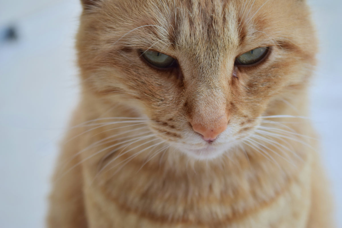 What Would Your Pet Complain About in Therapy?